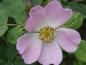 Preview: Rosa Blüte der Vitaminrose PiRo 3