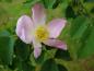 Preview: Einfache rosa Blüten im Mai - Vitaminrose PiRo 3