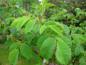 Preview: Gezahnte Blätter der Vitaminrose PiRo 3