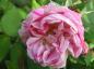 Preview: Rosa bis rötliche Blüten der Rosa Honorine de Brabant