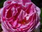 Preview: Rosa Honorine de Brabant Blüte