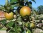 Preview: Grüngelbe Äpfel mit leichter Rötung auf der Sonnenseite - Holsteiner Cox