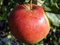 Preview: Einzelfrucht vom Apfel Reanda