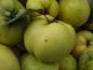 Preview: Die Konstantinopeler Apfelquitte