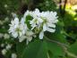 Preview: Erlenblättrige Felsenbirne - zarte weiße Blüten