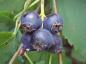 Preview: Leckere blau-violette Beeren der Saskatoon-Beere, Saskatoon