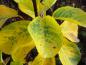 Preview: Beginnende gelbe Herbstfärbung bei Amelanchier alnifolia