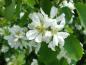 Preview: Tolle weiße Blüten der Amelanchier alnifolia