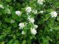 Preview: Weiße Blüten der Saskatoon-Beere (Amelanchier alnifolia)