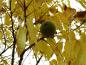 Preview: Schwarznuss - Reife Frucht im gelben Herbstlaub