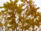 Preview: Gelbes Herbstlaub der Juglans nigra