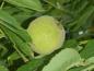 Preview: Reifende Frucht bei Juglans nigra im August