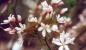 Preview: Baumfelsenbirne - weiß-rosa Blüten im April
