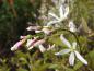 Preview: Große weiße Blüten der Felsenbirne Robin Hill