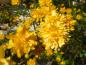 Preview: Gelber Frühlingsblüher: Kerria japonica Pleniflora