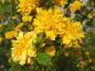 Preview: Gelbe Blüten des Gefülltblühenden Ranunkelstrauchs