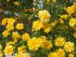 Preview: Kerria japonica Pleniflora benötigt einen sonnigen Standort.