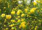 Preview: Gelbe Blütenpracht des Gefülltblühenden Ranunkelstrauch