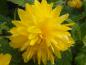 Preview: Die gefüllte gelbe Blüte von Kerria japonica Pleniflora