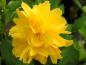 Preview: Nahaufnahme der gefüllten gelben Blüte von Kerria japonica Pleniflora