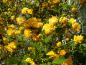 Preview: Der Gefülltblühende Ranunkelstrauch - ein gelbes Blütenmeer