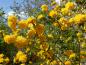 Preview: Leuchtend gelbe Blüten des Kerria japonica Pleniflora