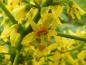 Preview: Die gelben Blüten des Lampionbaums sind auch für Insekten interessant.