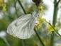 Preview: Auch interessant für Insekten: Die Blüte von Koelreuteria paniculata