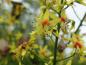 Preview: Gelbblühender Baum: Blasenbaum (Koelreuteria paniculata)