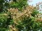 Preview: Der Fruchtschmuck des Blasen- oder Lampionbaumes (Koelreuteria paniculata)