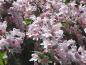 Preview: Die Kolwitzie blüht im Mai mit zahlreichen rosa Blüten.