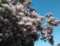 Preview: Der Perlmuttstrauch: ein rosa Blütenmeer