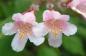 Preview: Nahaufnahme der rosa Blüten des Perlmuttstrauchs (Kolkwitzia amabilis)
