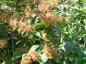 Preview: Perlmuttstrauch (Kolkwitzia amabilis) - Fruchtstand