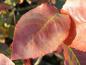 Preview: Blatt in roter Herbstfärbung: Amelanchier laevis