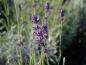 Preview: Lavandula angustifolia Hidcote blüht lila