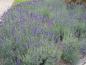 Preview: Lavandula angustifolia Hidcote - die Blüte ist auch bei Bienen und Co. beliebt.