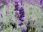 Preview: Duftende, lila Blüte des Lavandula angustifolia Hidcote