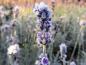 Preview: Fruchtstand des Lavandula angustifolia Hidcote im Winter