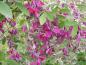 Preview: Die purpurroten Blüten des Buschklees