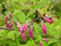 Preview: Die purpurroten Blüten der Lespedeza thunbergii