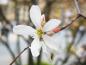 Preview: Kupferfelsenbirne, Amelanchier lamarckii - Nahaufnahme der weißen Blüte