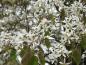 Preview: Weiße Blüten der Kupferfelsenbirne