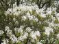 Preview: Amelanchier lamarckii - weißes Blütenmeer im Frühjahr