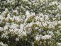 Preview: Weißer Frühjahrsblüher - Amelanchier lamarckii
