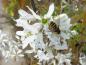 Preview: Schwebfliege auf den Blüten der Kupferfelsenbirne