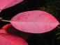 Preview: Kupfer-Felsenbirne - leuchtend rote Herbstfärbung