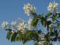 Preview: Schöne weiße Blüte der Kupfer-Felsenbirne