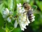 Preview: Biene bei der Nahrungsaufnahme auf dem Flächenliguster