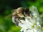 Preview: Bienennährgehölz Liguster